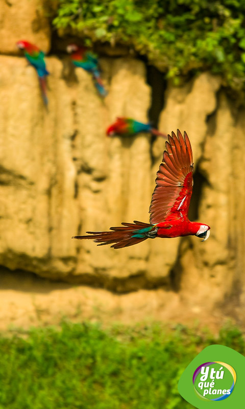 Guacamayos en el Parque Nacional de Manu